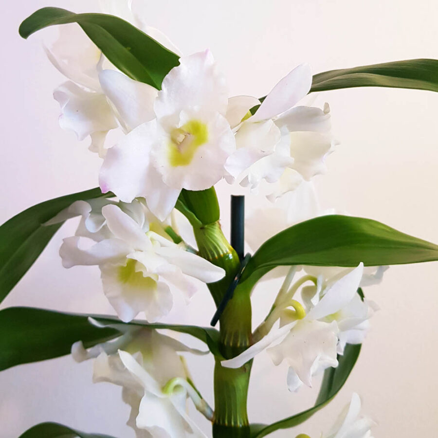 Орхидея Дендробиум